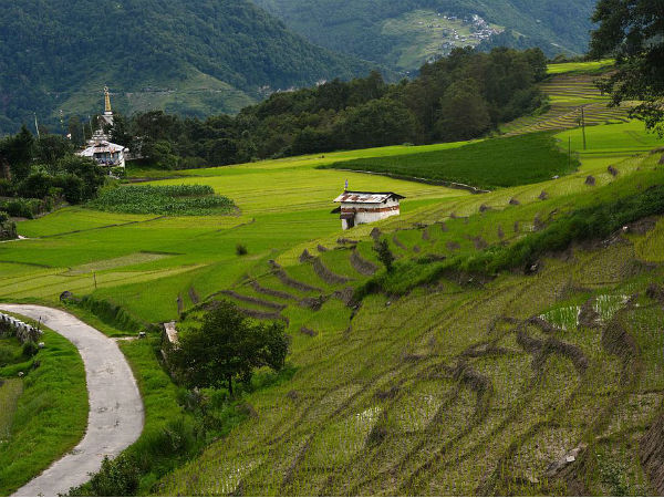 7. ಜಿರೊ (Ziro)