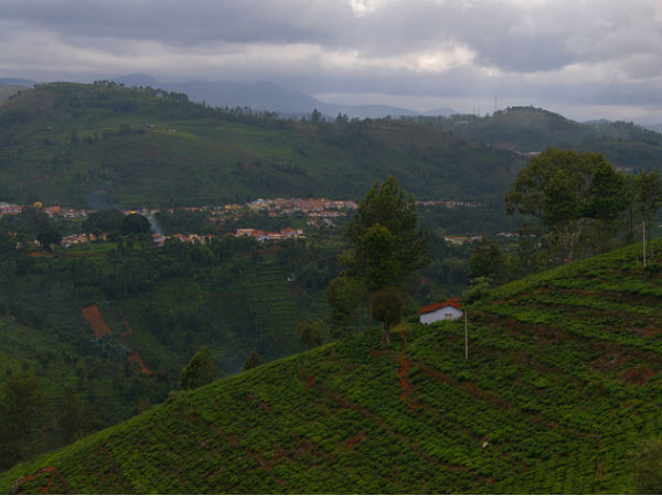 10. ಕೋಟಗಿರಿ