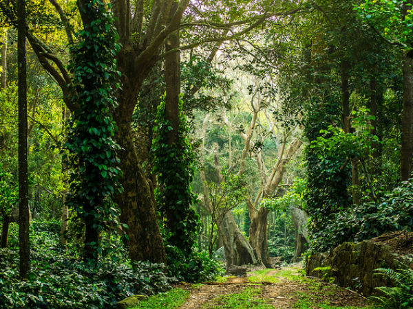 25. ಯೆರ್ಕೌಡ್ (Yercaud)