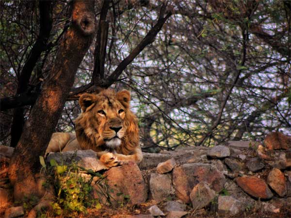 ಗುಜರಾತ್ ರಾಜ್ಯದ ಏಷ್ಯನ್ ಸಿ೦ಹ