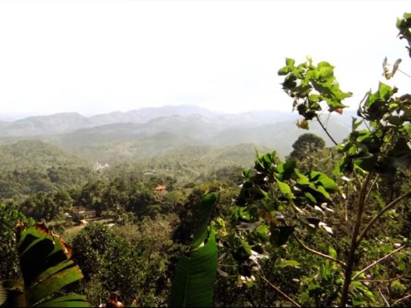 ಗಿಡ ಮೂಲಿಕೆಗಳು