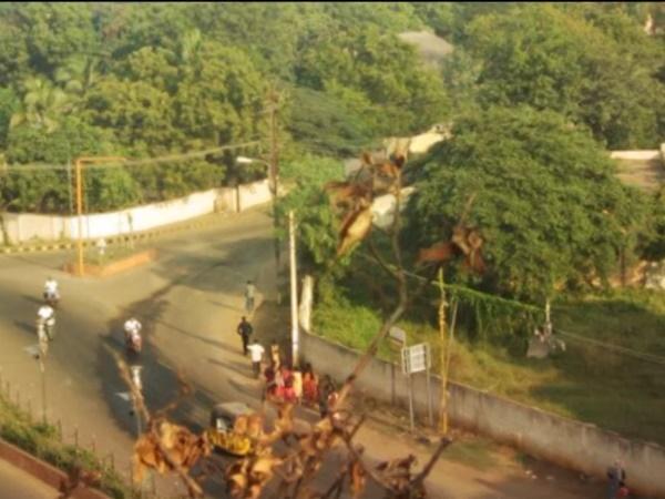 ವಿಶೇಷ ಪೂಜೆಗಳು