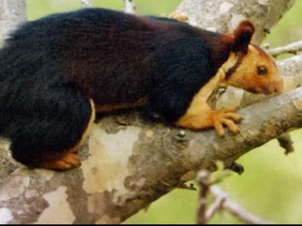 ಆಳಿಲು