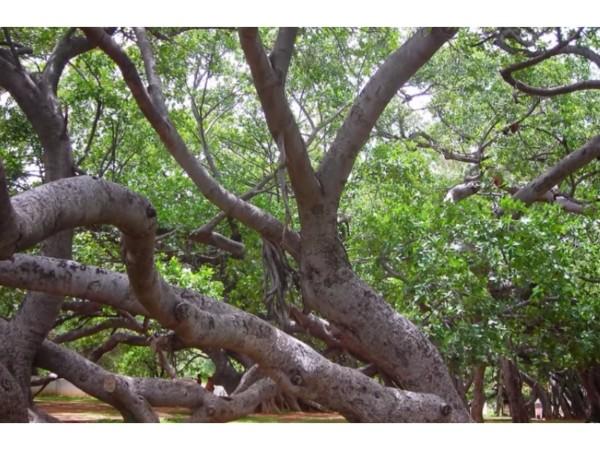 ನಿಜಾಂ