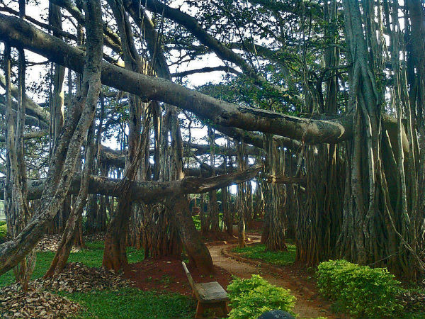 ಬುದ್ಧ ಬಾರ್ಗಡ್ (ಆಲದ ಮರ)