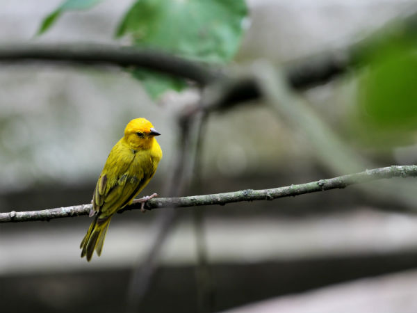 ಮೇಲುಕೋಟೆಯ ವನ್ಯಜೀವಿಧಾಮ