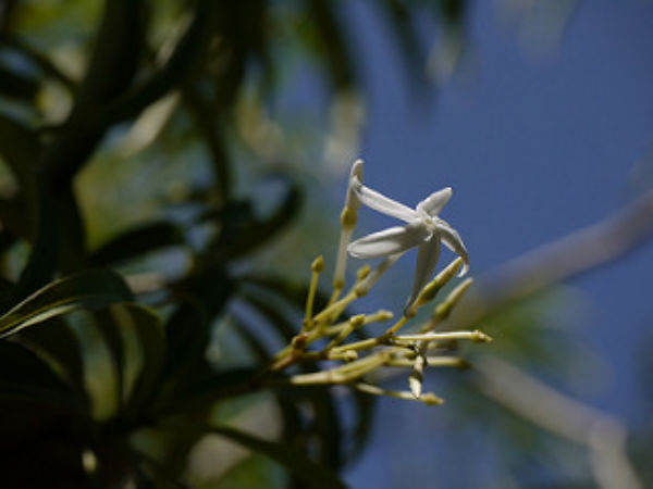 ಮೀನ್ಮಟ್ಟಿ ಜಲಪಾತ (ಕೇರಳ)