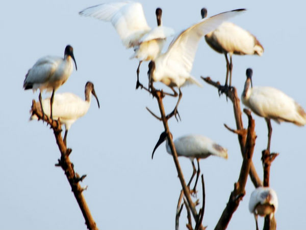 ಗುಡ್ವವಿ ಪಕ್ಷಿಧಾಮ
