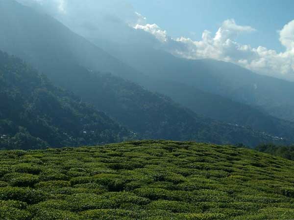 ಪ್ರಥಮ ನಿಲುಗಡೆ - ತೀಸ್ತಾ ಕಣಿವೆಯ ಚಹಾ ತೋಟ