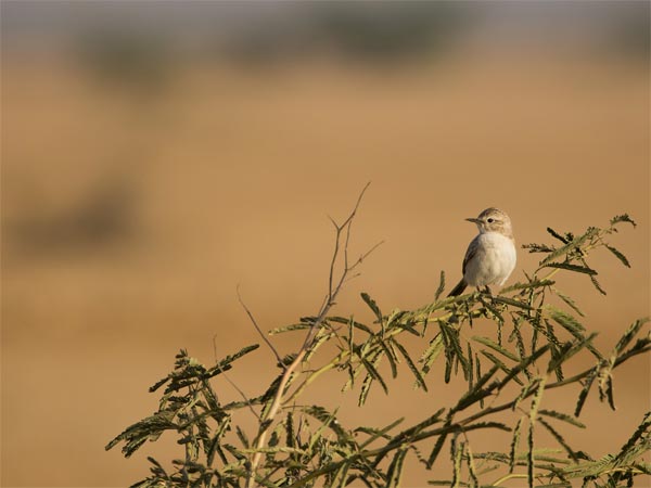 ಬನ್ನಿ ಹುಲ್ಲುಗಾವಲುಗಳು