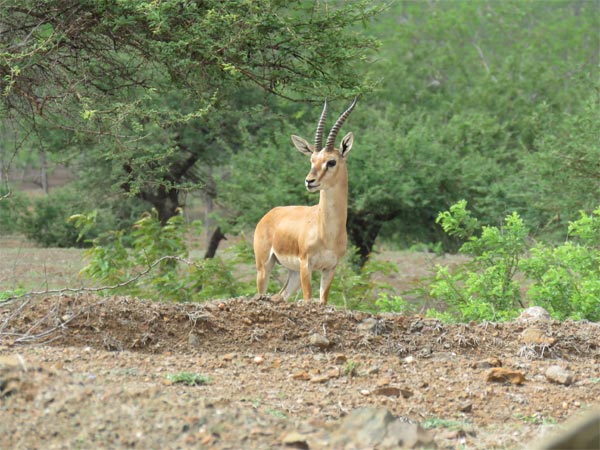 ನಾರಾಯಣ ಸರೋವರ ವನ್ಯಜೀವಿಧಾಮ