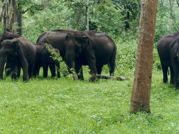 ನಾಗರಹೊಳೆ ರಾಷ್ಟ್ರೀಯ ಉದ್ಯಾನವನ