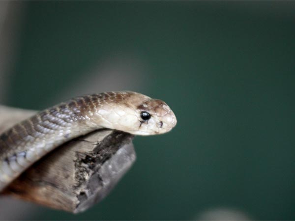 ಪಿ೦ಪ್ರಿ ಚಿ೦ಚ್ವಾಡ್