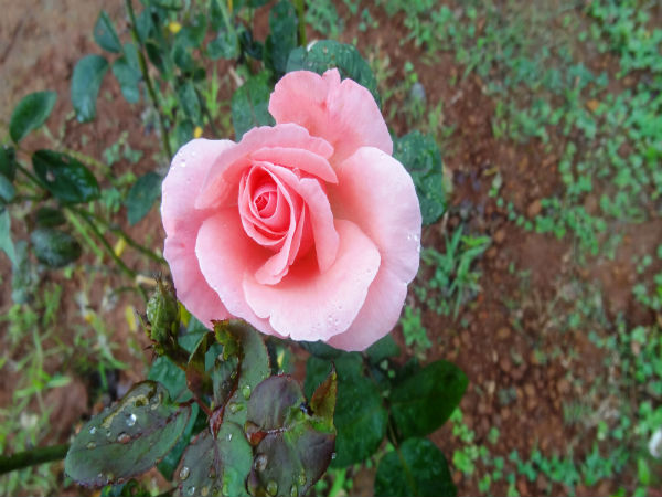ಉದ್ಯಾನವನಗಳು