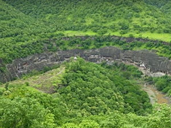 ದಟ್ಟವಾದ ವೃಕ್ಷ