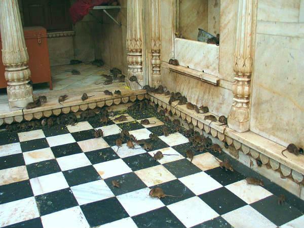 ಕಾರಣೀ ಮಾತಾ ದೇವಾಲಯ