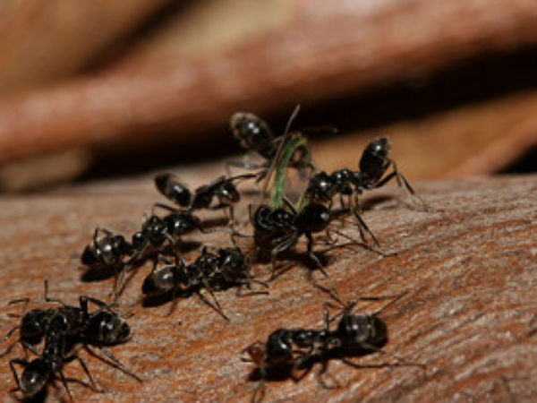 ಭಕ್ತರು