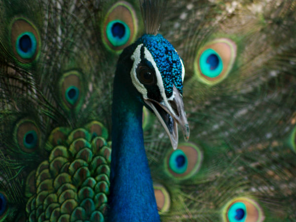 ವಿರಾಲಿಮಲೈ ಮಯೂರ ಧಾಮ, ತಮಿಳುನಾಡು