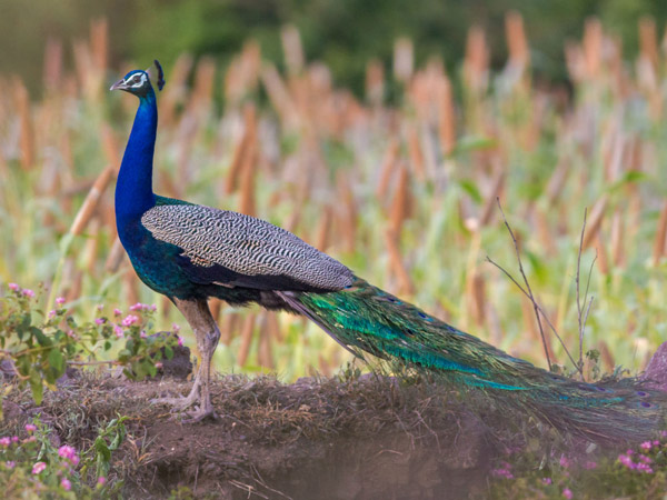 ಮೊರಾಚಿ ಚಿ೦ಚೋಳಿ, ಮಹಾರಾಷ್ಟ್ರ