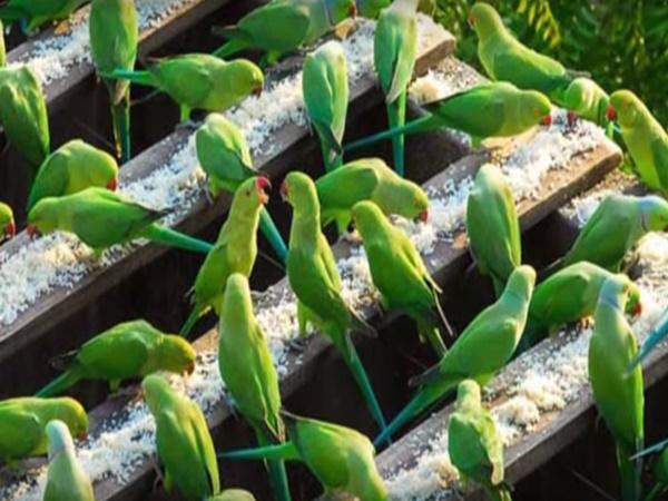 2000 ಗಿಳಿಗಳು
