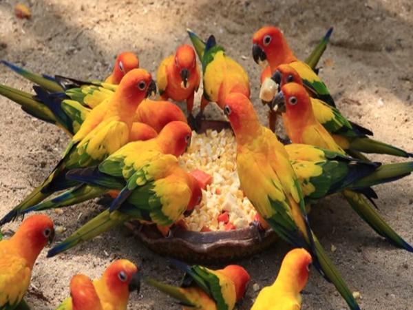 465 ಜಾತಿಯ ಗಿಳಿಗಳು