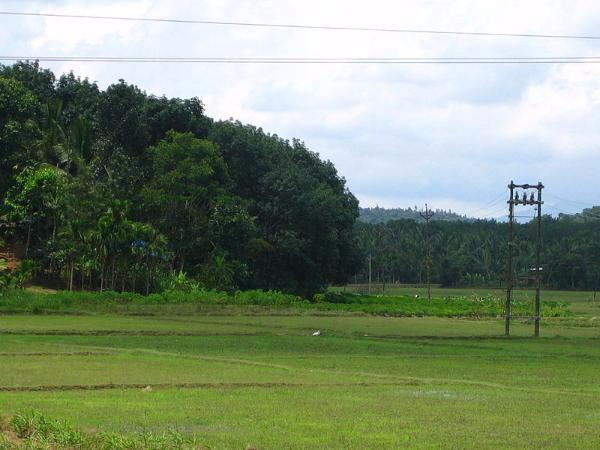 ವಿಶೇಷ ಉತ್ಸವ