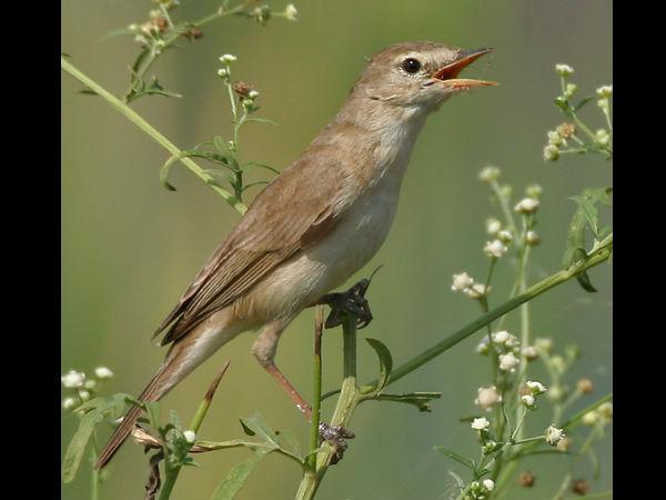 ಕೃಷ್ಣಾ ಅಭಯಾರಣ್ಯ