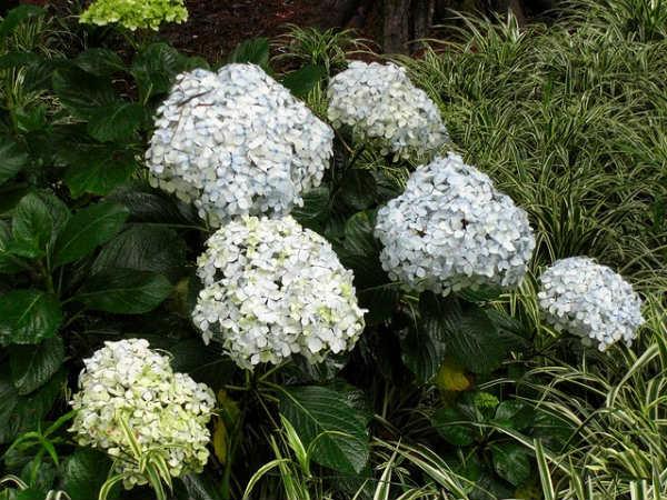 ದೊಡ್ಡ ಬೆಟ್ಟ
