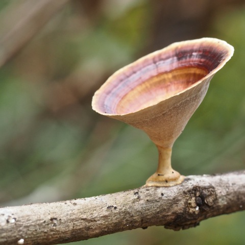 ನಿತ್ಯ ಹರಿದ್ವರ್ಣ ಕಾಡುಗಳು