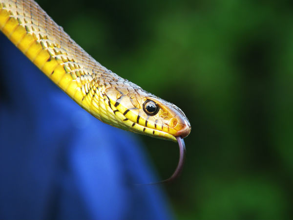 ಸರೀಸೃಪಗಳು