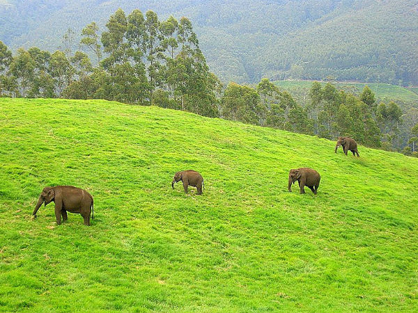 ಮನ್ನಾರ್