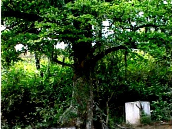 ಚೈನ್ ಟ್ರಿ, ವಯನಾಡ್