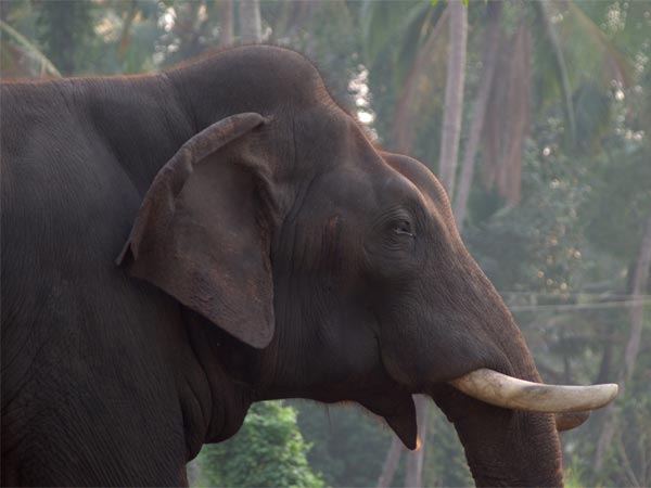 ಅಮಿರ್ತಿ ಝೂಲಾಜಿಕಲ್ ಪಾರ್ಕ್, ವೆಲ್ಲೂರು