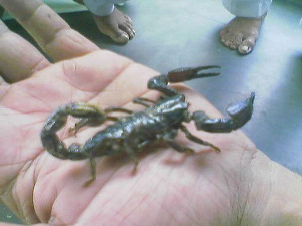 ಅಮ್ರೆಹಾ
