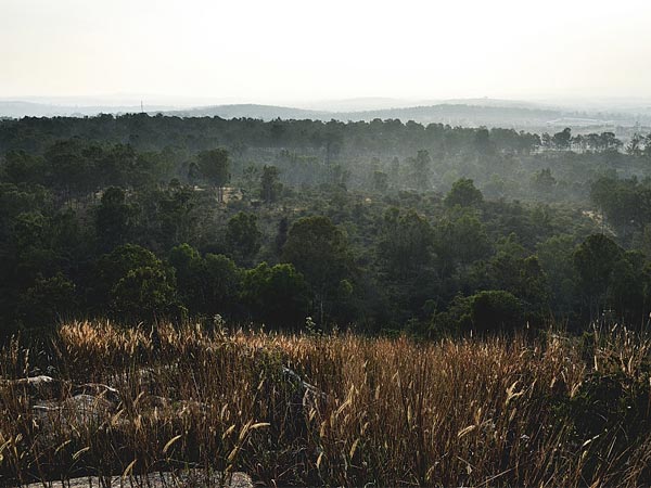 ತುರಹಳ್ಳಿ ಅರಣ್ಯ ಪ್ರದೇಶ