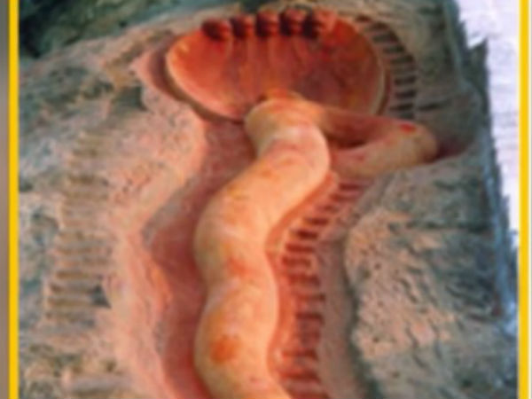 ಉಜ್ಜಯಿನಿಯ ದೇವಾಲಯ