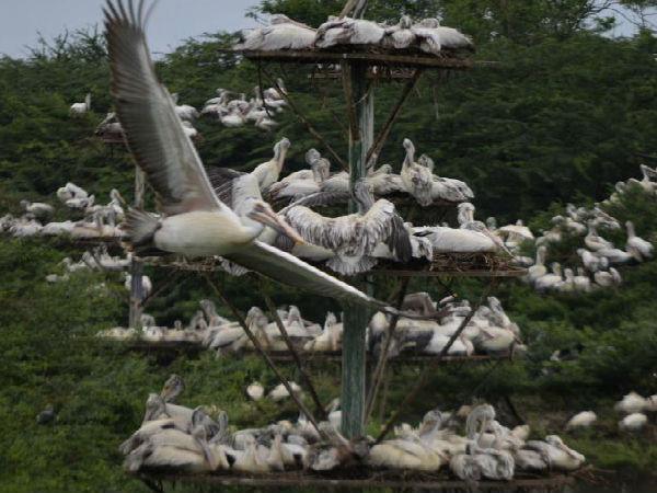 ಉಪ್ಪಲಪಾಡು ನೇಚರ್
