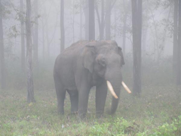 ಬ್ರಹ್ಮಗಿರಿ