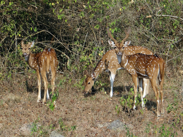 31. ಬ೦ಡೀಪುರ