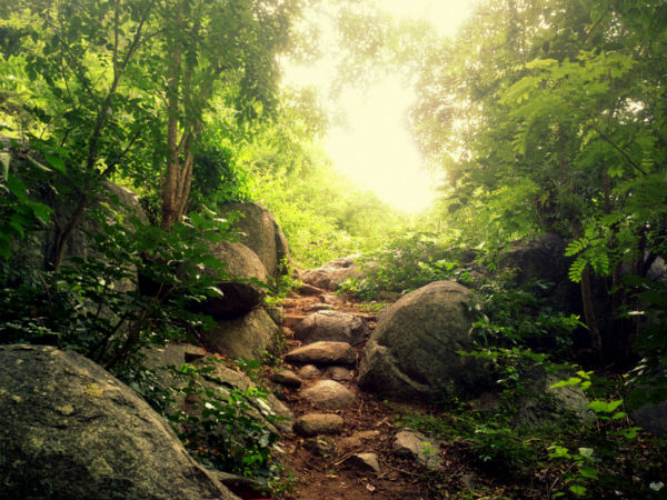 37. ಯೆಳಗಿರಿ ಬೆಟ್ಟಗಳು