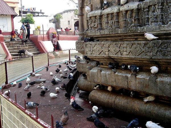 ಪುರುಷ ಜಂತುಗಳನ್ನು