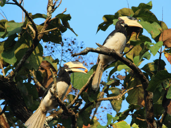 Dandeli Dandeli