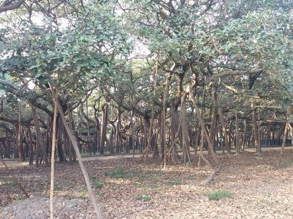 4000 ಬೇರುಗಳು
