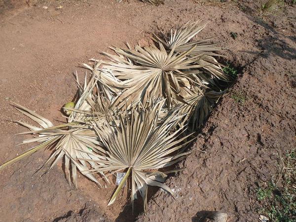 ದ್ರೌಪತಿ ರಸಜ್ವಾಲೆಯ ಚಾಪೆ