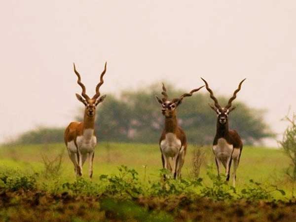 ರಾಣಿಬೆನ್ನೂರ್ ಬ್ಲ್ಯಾಕ್ ಬಕ್ (ಕೃಷ್ಣ ಮೃಗ) ಅಭಯಾರಣ್ಯ