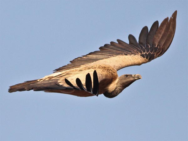 ರಾಮನಗರದಲ್ಲಿ ಪಕ್ಷಿ ವೀಕ್ಷಣೆ