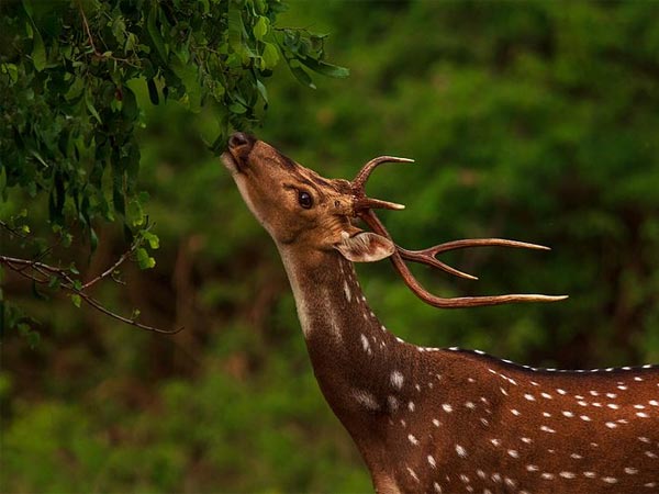 ಬಂಡೀಪುರ ರಾಷ್ಟ್ರೀಯ ಉದ್ಯಾನವನದ ಸುತ್ತ ಭೇಟಿ ನೀಡುವ ಸ್ಥಳಗಳ ಬಗ್ಗೆ ತಿಳಿದುಕೊಳ್ಳಲು ಮತ್ತಷ್ಟು ಓದಿ