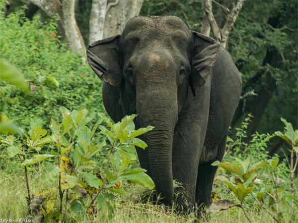 ಮದುಮಲೈ ರಾಷ್ಟ್ರೀಯ ಉದ್ಯಾನವನ