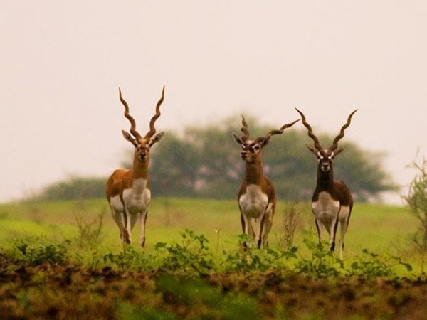 ರಾಣಿ ಬೆನ್ನೂರಿನ ಕೃಷ್ಣ ಮೃಗ ವನ್ಯಧಾಮ