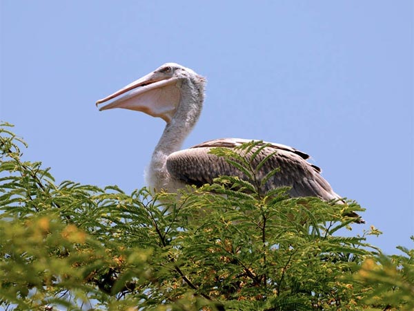 ಕೊಕ್ಕ್ರೆ ಬೆಳ್ಳೂರು ಪಕ್ಷಿಧಾಮ